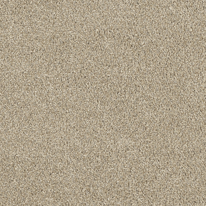 DreamWeaver - Hollywood - Carpet