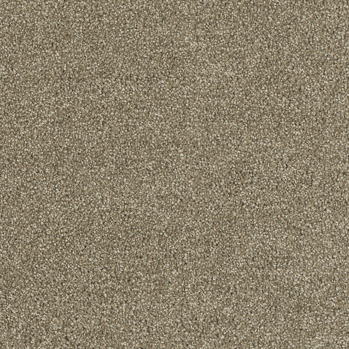 DreamWeaver - Hollywood - Carpet